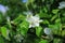 White flowers Apple tree