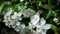 White flowers of apple-tree