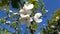 White flowers on Apple tree from down to up