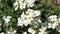 White flowers (Arabis alpina caucasica)