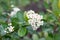 White flowers of aronia melanocarpa. chokeberry wet from raindrops. beautiful spring background
