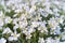 White flowers as a background. View from above. Blooming season. Colors as background and wallpaper.