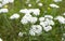White flowers of asteraceae achillea distans in the garden. Summer and spring time