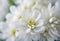 White flowers background. Macro of white petals texture. Soft dreamy image