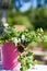 White flowers Bacopa Sutera diffusus in pink bucket in sunny day