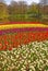 White Flowers and Bed of Colorful Tulips in Keukenhof