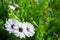 White flowers and a bee, chamomile grass, spring in Greece. beautiful wallpaper