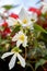 White Flowers of Begonia boliviensis