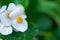 White  flowers begonias macro, spring-summer decorative flowers flowers,