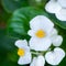 White  flowers begonias macro, spring-summer decorative flowers flowers