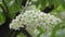 White flowers bird cherry tree