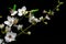 White flowers on black background