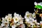 White flowers on black background