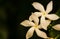 White flowers on black background