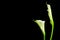 White flowers on black background white calla  ca