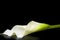 White flowers on black background white calla  ca