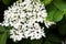 White flowers of the black elder (Sambucus)