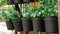 White flowers in black plastic flowerpots.