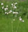 White flowers of bladder campion or maidenstears, Silene vulgaris