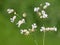 White flowers of bladder campion or maidenstears, Silene vulgaris