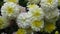 White Flowers That Bloom in August, September, Autumn. Two-toned white and yellow chrysanthemums.