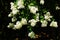 White Flowers in Bloom of a Crepe Myrtle