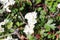 White flowers bloom on a hawthorn bush on a sunny may day