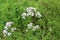 White flowers bloomed in the garden. They are very fragrant