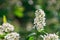 White flowers blooming bird cherry. Close-up of a Flowering Prunus padus Tree with White Little Blossoms. Blooming Sweet Bird-