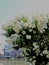 White  flowers of blooming bushes, pond,  Helsinki, Finland