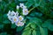 White flowers of blooming growing potato in the garden