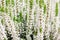 White flowers of Blooming Heather vulgaris. Blossom Heather Calluna background wallpaper horizontal postcard