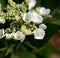 White flowers blooming on hortensia flowerhead, hydrangea macrophylla