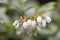 White flowers of the blooming northern highbush blueberry bush in garden, close up