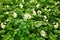 White flowers of blooming potatoes at selective focus on a blurr