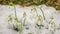 White flowers blooming and snow melting in spring time lapse