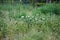 White flowers blooming in weeds in a vacant lot in the city