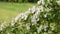 White flowers of bloomy hawthorn on a spring tree branch