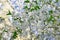 White flowers blossom cherry tree bottom view, orchard blooming in spring. Backdrop wallpaper background. Beautiful flowering