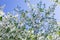 White flowers blossom cherry tree bottom view, orchard blooming in spring. Backdrop wallpaper background for design. A branch of a