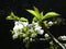 White flowers of blossoming cherry tree