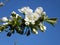 White flowers of blossoming cherry tree