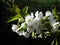 White flowers of blossoming cherry tree