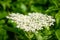 White flowers of Blossoming European Elderberry in the spring. Closeup of European elder flowers on the bush in forest. Sambucus n