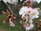 White flowers blossoming on tree