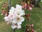 White flowers blossoming on tree