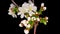 White Flowers Blossoms on the Branches Cherry Tree