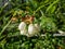 White flowers on a blueberry or highbush blueberry bush growing on branches among leaves in bright sunlight