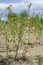 White flowers on blueberry stem