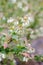 White flowers on blueberry stem